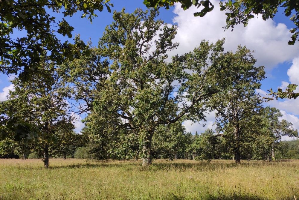 Latvijas Dabas fonds piedāvā Ainavu tūri un Birutas Ozoliņas koncertu Ziemeļgaujā*