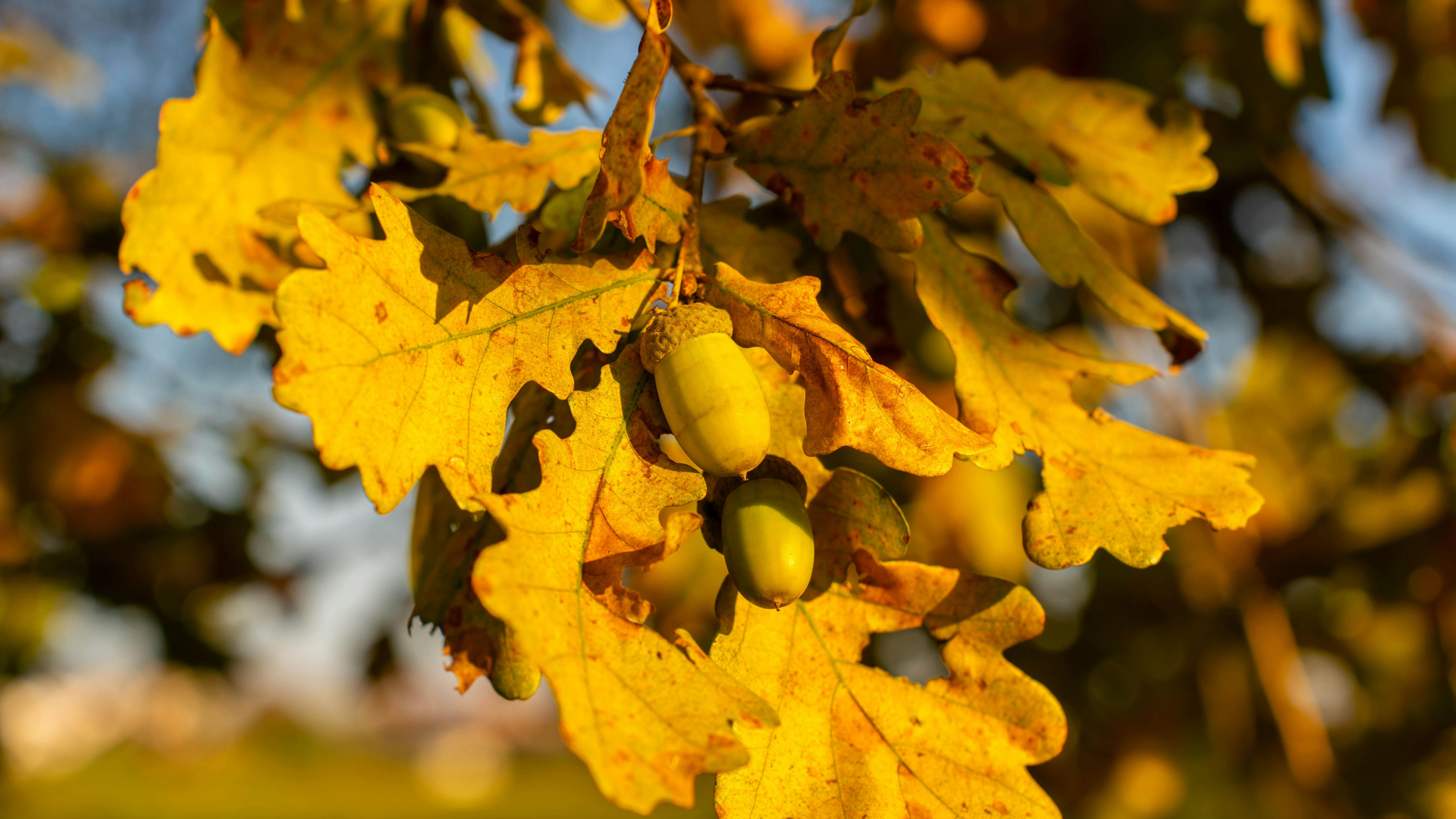Parkveida ainavas veidošanas talka Turaidā